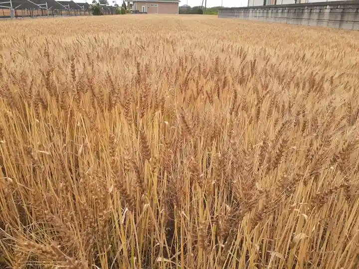 伏木香取神社(茨城県)