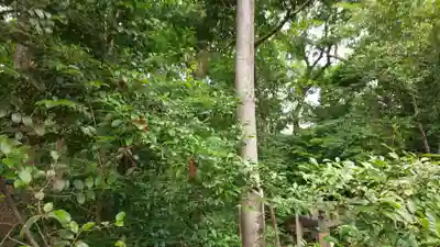 木嶋坐天照御魂神社(京都府)