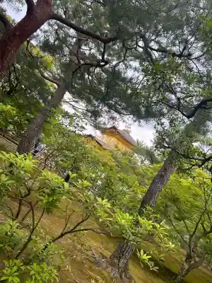 鹿苑寺（金閣寺）の{uncategorized: "未分類", other: "その他", undefined: "問題あり", building: "その他建物", grave: "お墓", sacred_gate: "鳥居", guardian: "狛犬", statue: "像", buddha: "仏像", history: "歴史", nature: "自然", garden: "庭園", animal: "動物", pagoda: "塔", temizu: "手水舎", mountain_gate: "山門・神門", sanctuary: "本殿・本堂", subordinate: "末社・摂社", art: "芸術", scenery: "景色", jizo: "地蔵", ema: "絵馬", goshuin: "御朱印", omikuji: "おみくじ", items: "授与品その他", amulet: "お守り", goshuincho: "御朱印帳", eats: "食事", festival: "お祭り", votive_dance: "神楽", shichigosan: "七五三参", wedding: "結婚式", experience: "体験その他", initially: "初詣", around: "周辺", anti_infection: "感染症対策"}