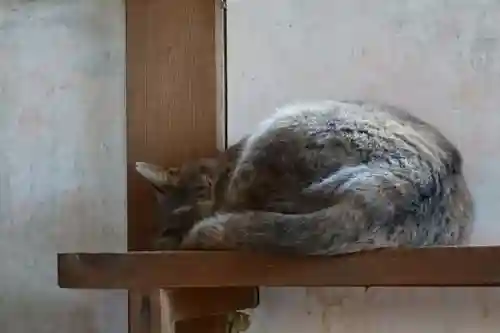 安井金比羅宮の動物