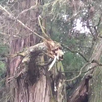 高岡神社(岡山県)