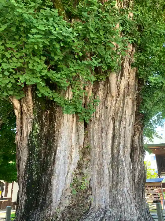 飛騨国分寺(岐阜県)
