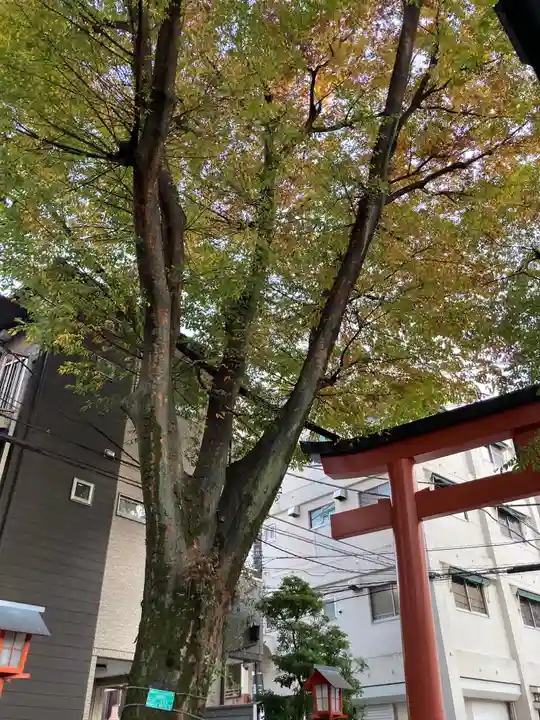 赤城神社の自然