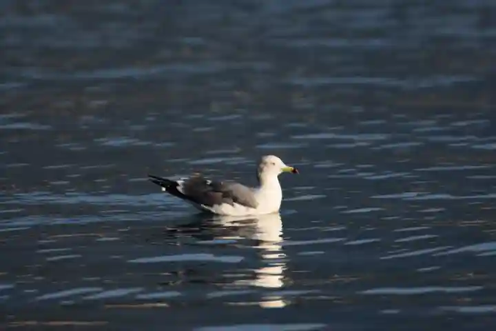 諸口神社の動物