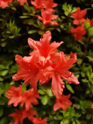 神足寺(東京都)