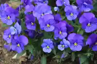 大鏑神社の庭園