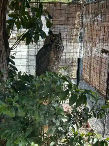 宮地嶽神社の{uncategorized: "未分類", other: "その他", undefined: "問題あり", building: "その他建物", grave: "お墓", sacred_gate: "鳥居", guardian: "狛犬", statue: "像", buddha: "仏像", history: "歴史", nature: "自然", garden: "庭園", animal: "動物", pagoda: "塔", temizu: "手水舎", mountain_gate: "山門・神門", sanctuary: "本殿・本堂", subordinate: "末社・摂社", art: "芸術", scenery: "景色", jizo: "地蔵", ema: "絵馬", goshuin: "御朱印", omikuji: "おみくじ", items: "授与品その他", amulet: "お守り", goshuincho: "御朱印帳", eats: "食事", festival: "お祭り", votive_dance: "神楽", shichigosan: "七五三参", wedding: "結婚式", experience: "体験その他", initially: "初詣", around: "周辺", anti_infection: "感染症対策"}