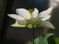 極楽山 浄土寺の自然