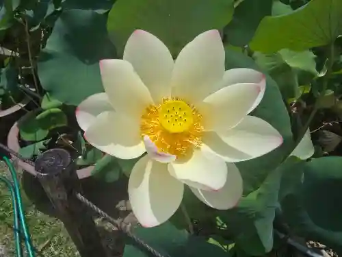 三室戸寺(京都府)