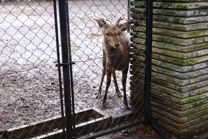 三嶋大社(静岡県)