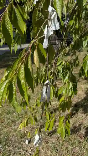 神明宮のおみくじ