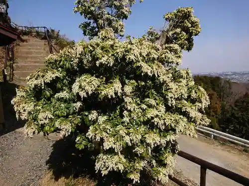 龍籠山金比羅宮の自然