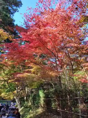 中尊寺金色堂(岩手県)