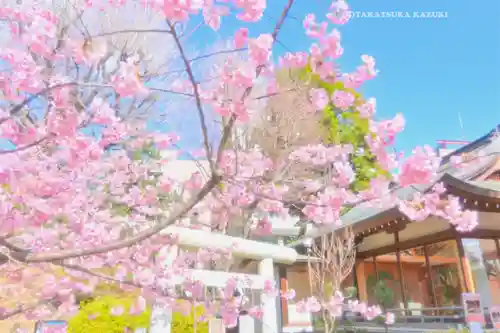 鳩森八幡神社の自然
