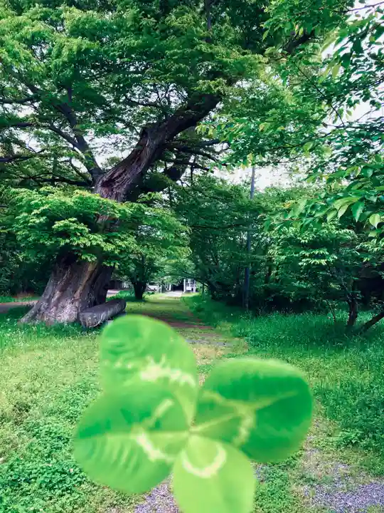 金村別雷神社(茨城県)