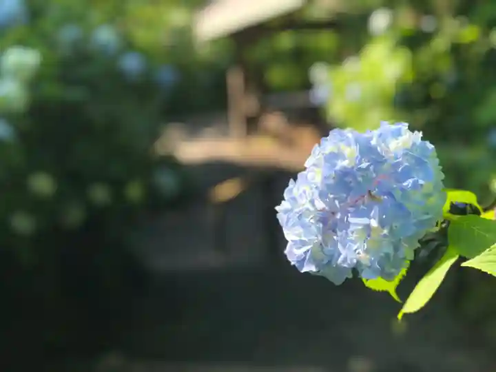 明月院(神奈川県)