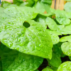 土津神社|こどもと出世の神さまの自然(2021年05月19日(水) 15時25分31秒投稿)