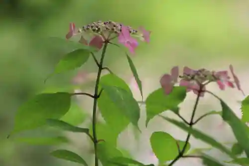 長命寺の庭園