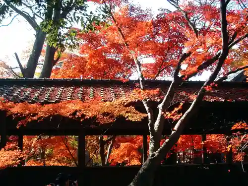 本土寺(千葉県)
