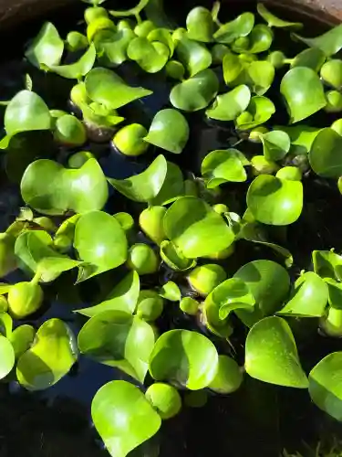生田神社兵庫宮御旅所(兵庫県)