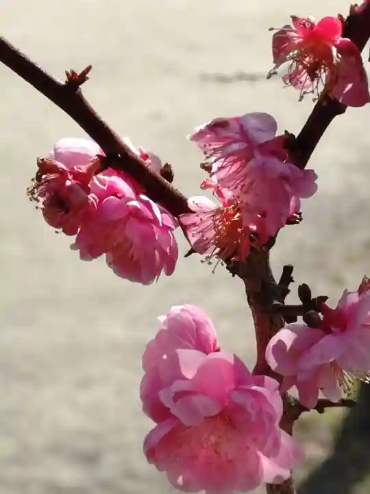 太宰府天満宮(福岡県)