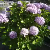 石内のお大師さん 金剛院の自然