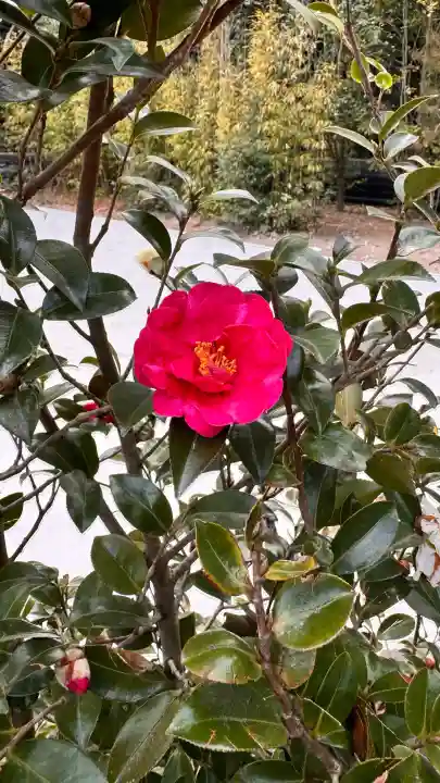 霧島神宮の{uncategorized: "未分類", other: "その他", undefined: "問題あり", building: "その他建物", grave: "お墓", sacred_gate: "鳥居", guardian: "狛犬", statue: "像", buddha: "仏像", history: "歴史", nature: "自然", garden: "庭園", animal: "動物", pagoda: "塔", temizu: "手水舎", mountain_gate: "山門・神門", sanctuary: "本殿・本堂", subordinate: "末社・摂社", art: "芸術", scenery: "景色", jizo: "地蔵", ema: "絵馬", goshuin: "御朱印", omikuji: "おみくじ", items: "授与品その他", amulet: "お守り", goshuincho: "御朱印帳", eats: "食事", festival: "お祭り", votive_dance: "神楽", shichigosan: "七五三参", wedding: "結婚式", experience: "体験その他", initially: "初詣", around: "周辺", anti_infection: "感染症対策"}