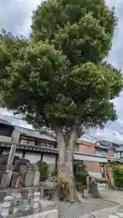 慈雲寺(京都府)