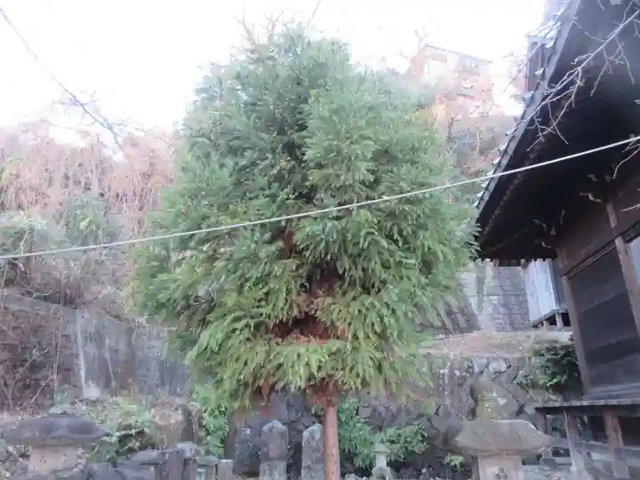 杉山社(帷子町杉山社・久保杉山神社)(神奈川県)