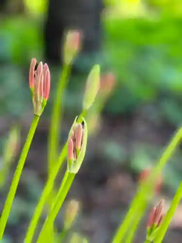 山宮浅間神社(静岡県)