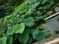 東寺(教王護国寺)の自然