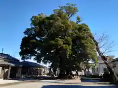 高麗川神社の自然