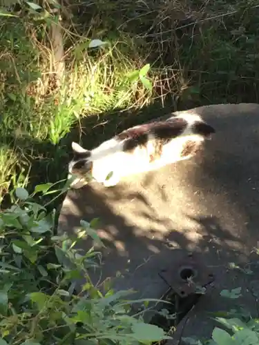 鹿島神社の動物