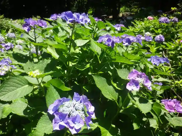 葛原岡神社の自然