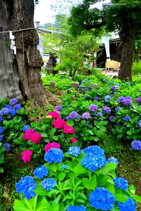 磐井神社(東京都)