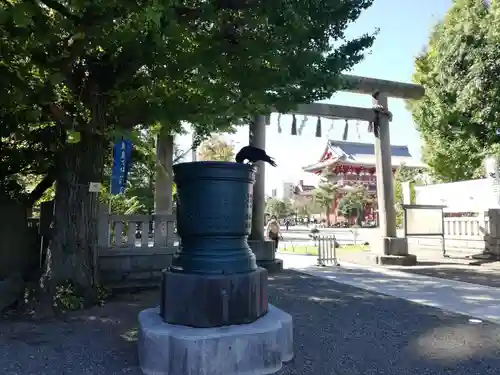 浅草神社の動物