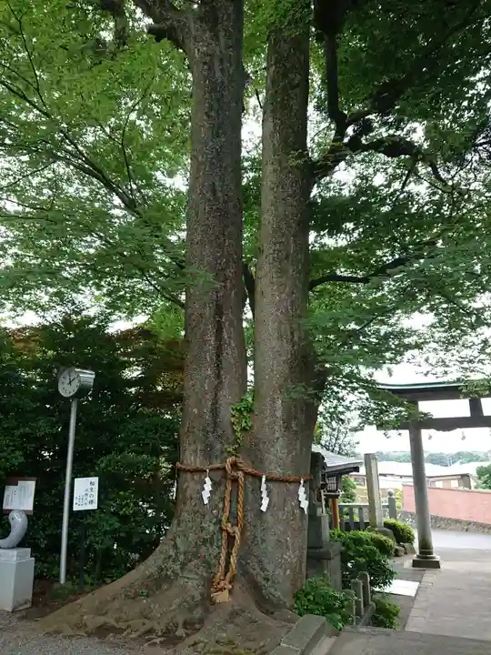 比々多神社の自然