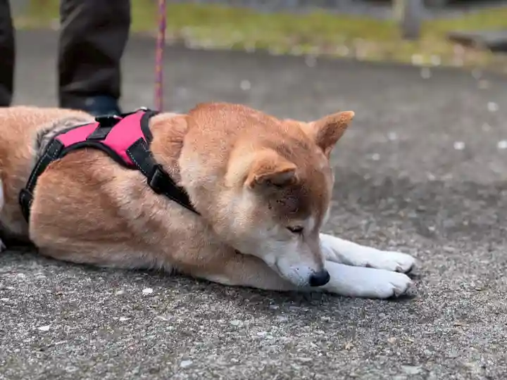 尻岸内八幡神社の動物
