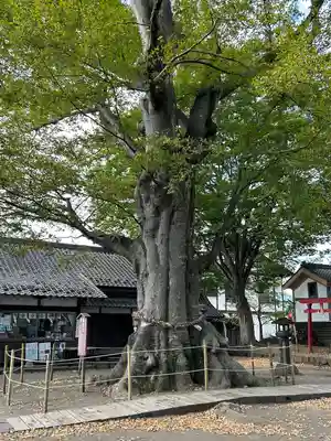 白鳥神社(長野県)