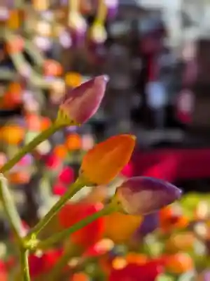 陽運寺(東京都)