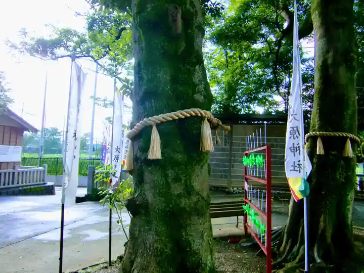 大宮・大原神社の自然