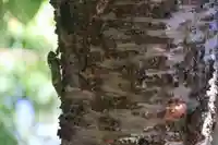 大六天麻王神社の自然