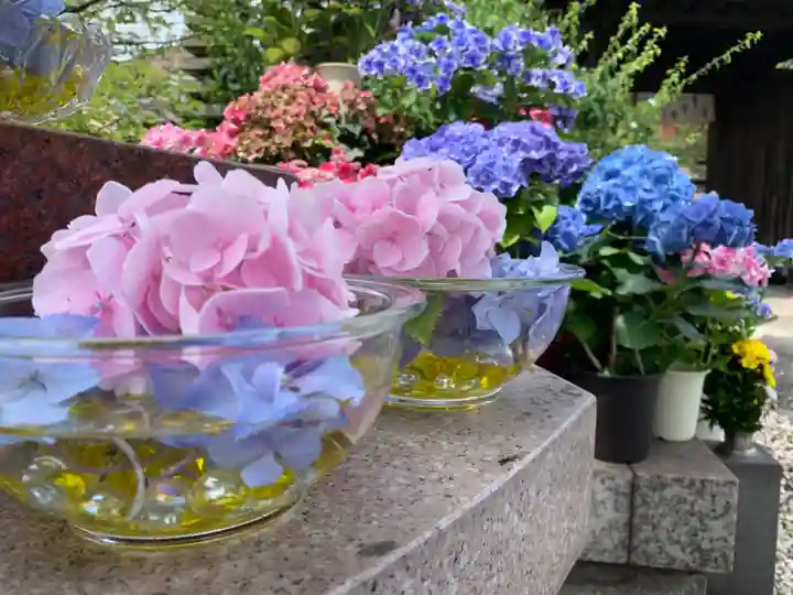 四季桜の寺 妙乗院(愛知県)