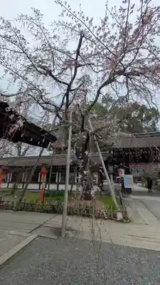 平野神社(京都府)