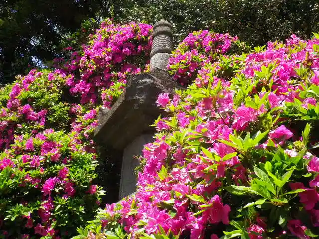 安養院 (田代寺)の自然