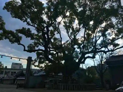 杭全神社の自然