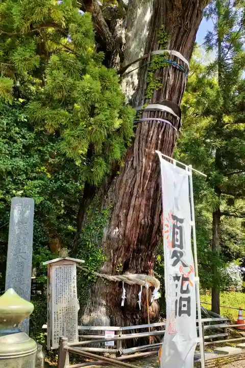 大國魂神社の自然