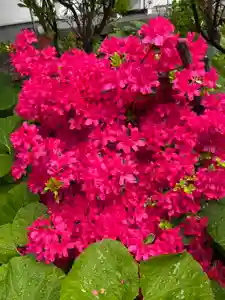 宝壽山 吉祥院の自然(2025年05月23日(金) 07時30分20秒投稿)