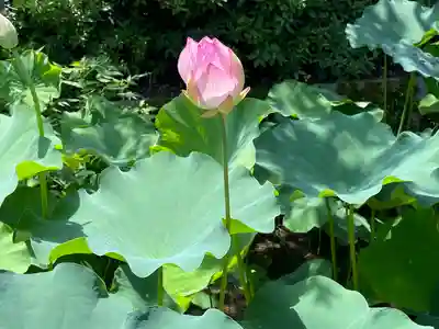 雲龍山 本證寺(愛知県)
