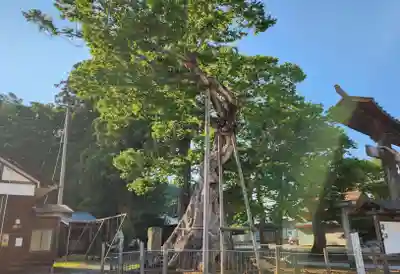 新宮熊野神社(福島県)